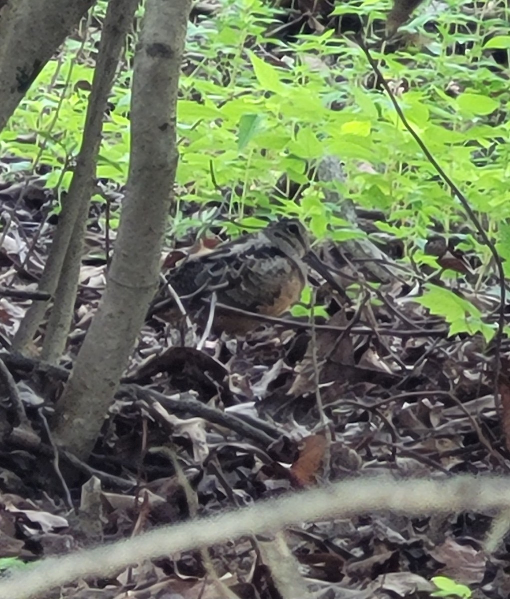 American Woodcock - Tyler Hodges