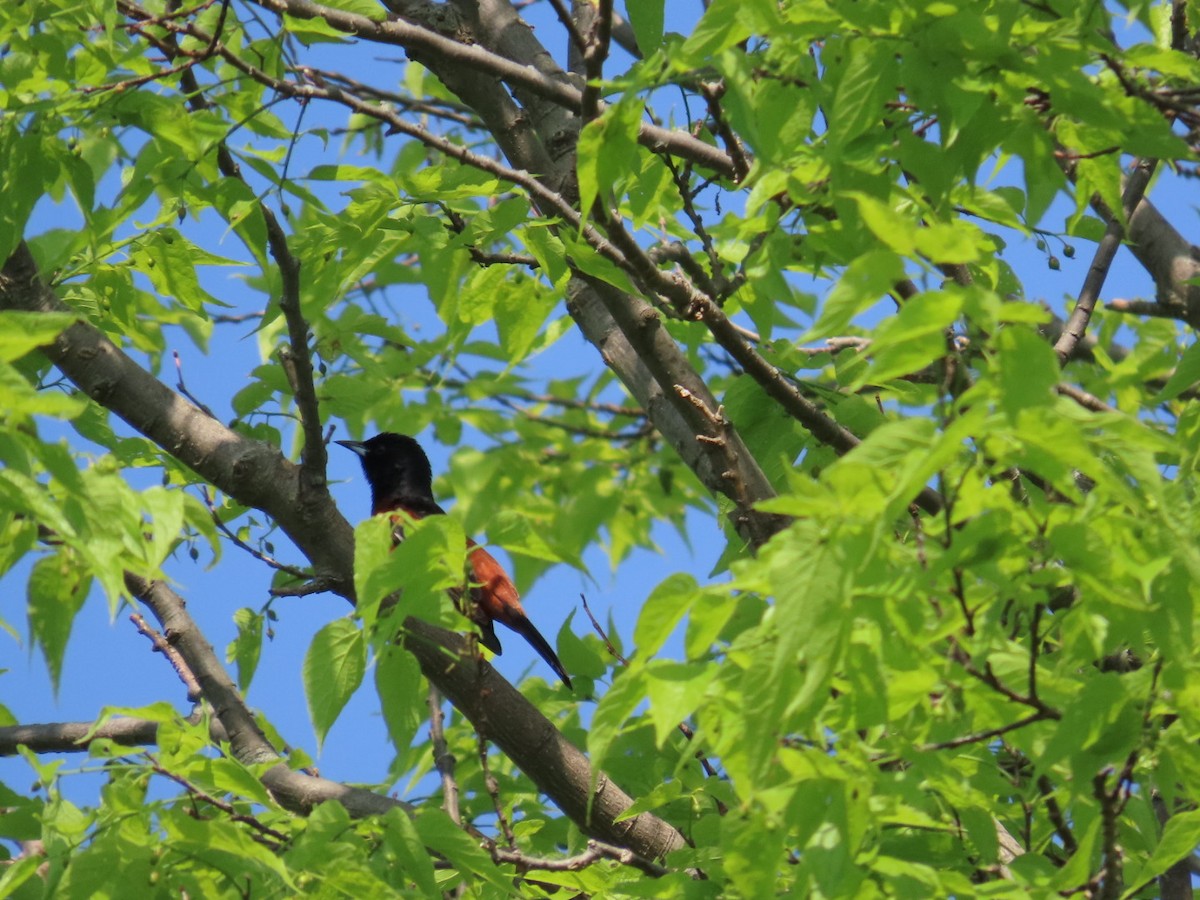 Orchard Oriole - Juliet Berger