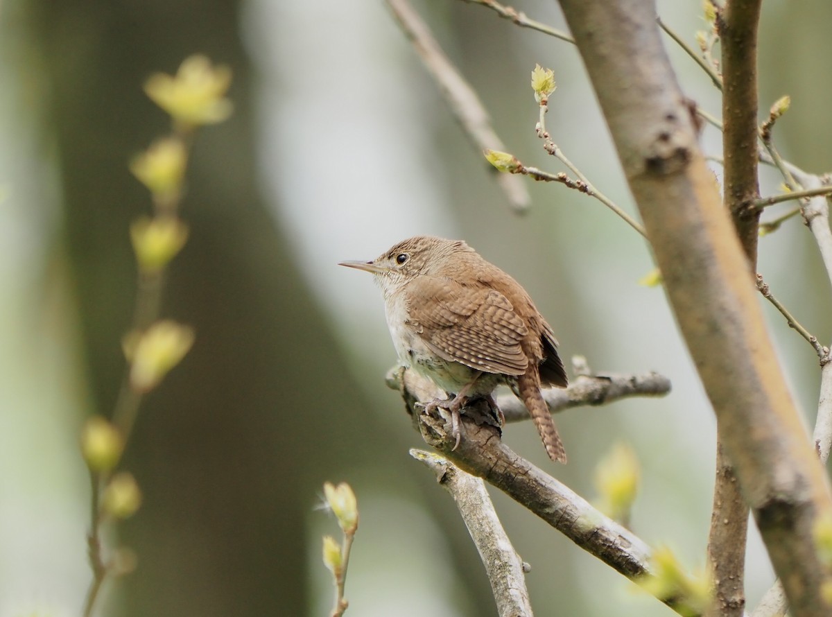 House Wren - André Dionne