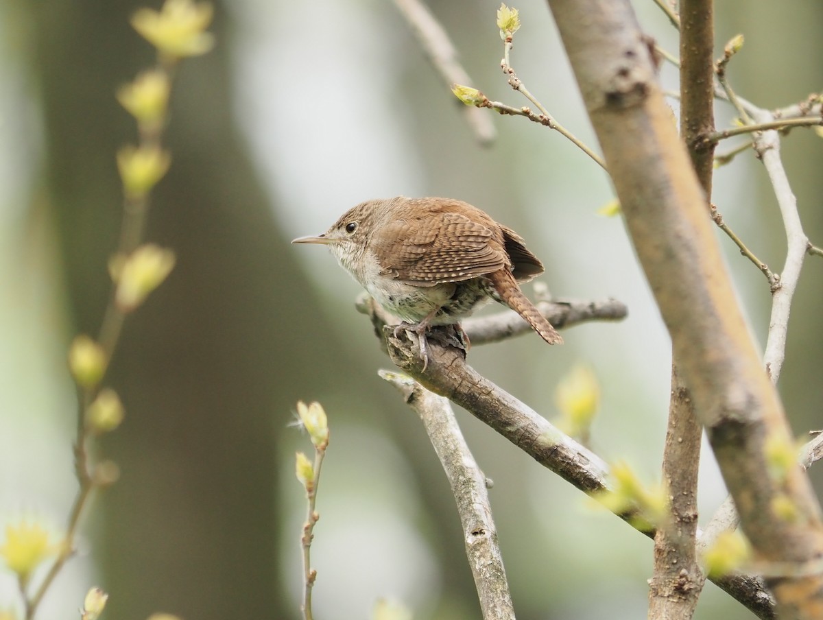 House Wren - André Dionne