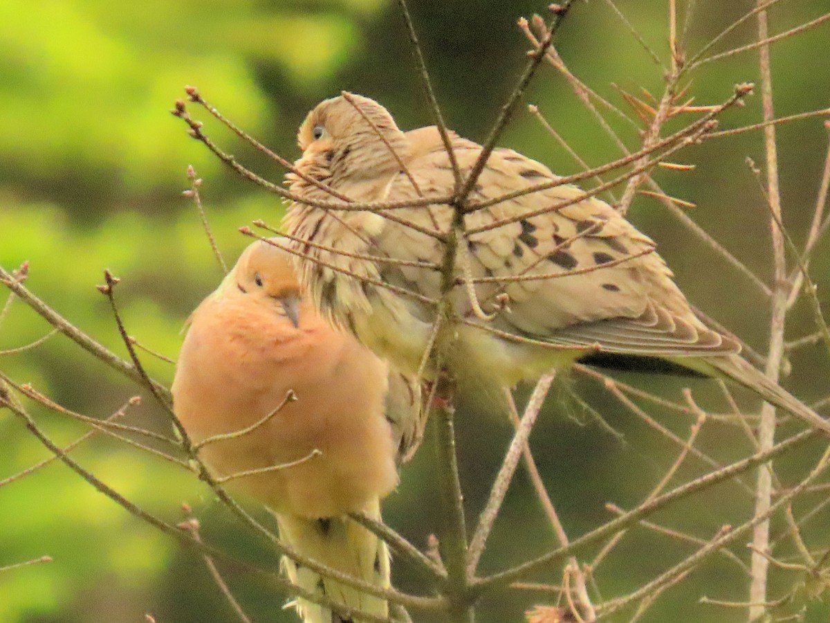 Mourning Dove - Ida Domazlicky