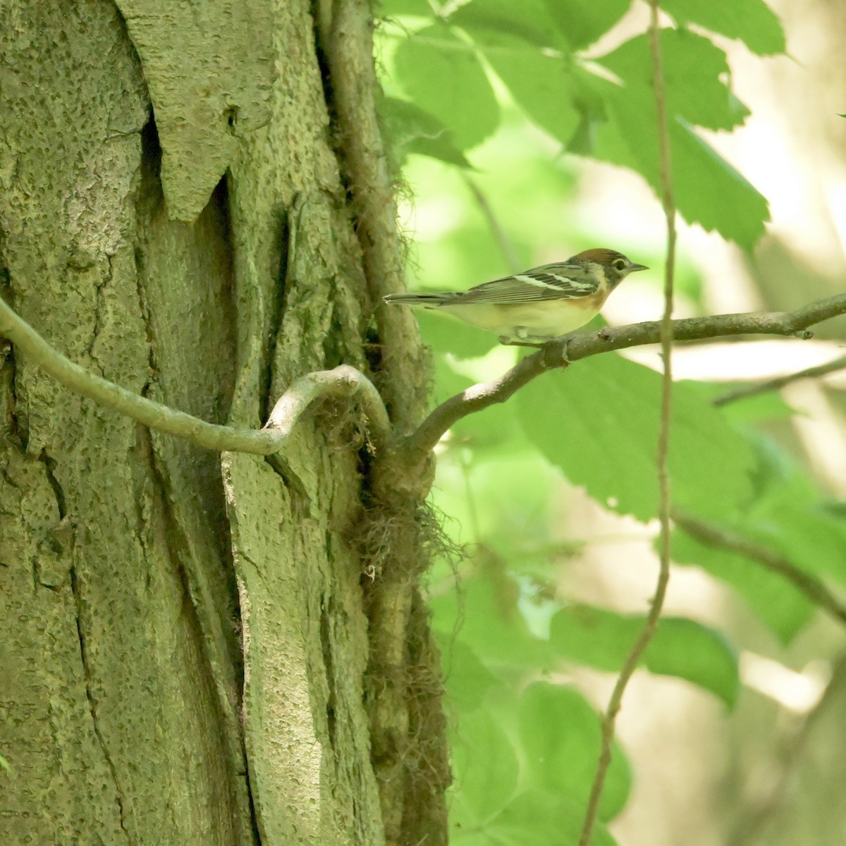 Bay-breasted Warbler - Justin Riley