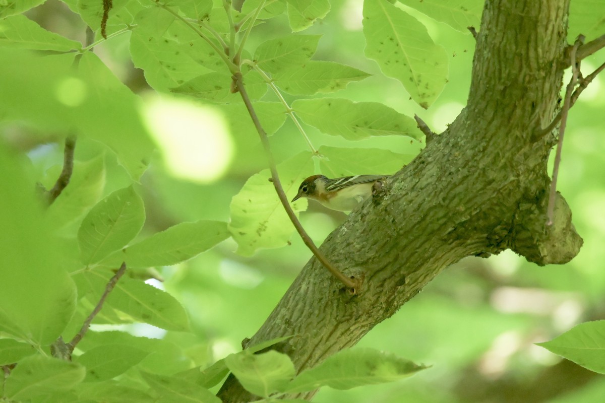 Bay-breasted Warbler - Justin Riley