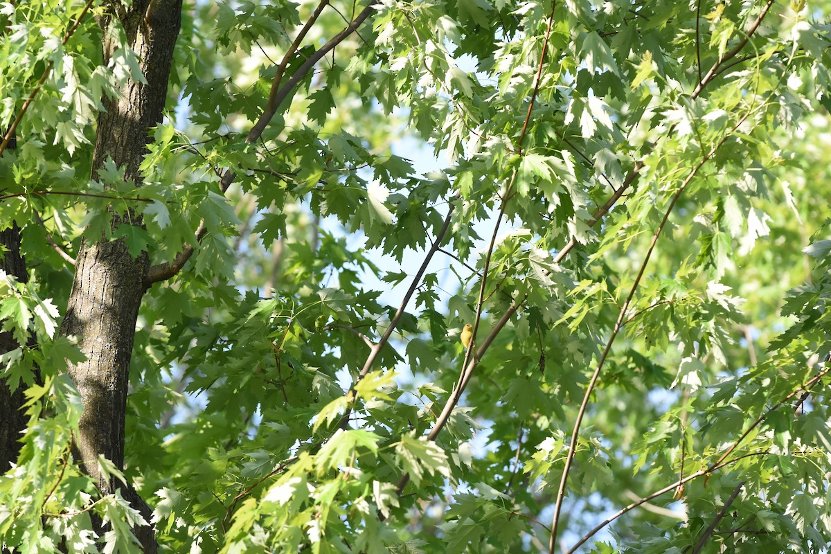 American Goldfinch - Jason Coil