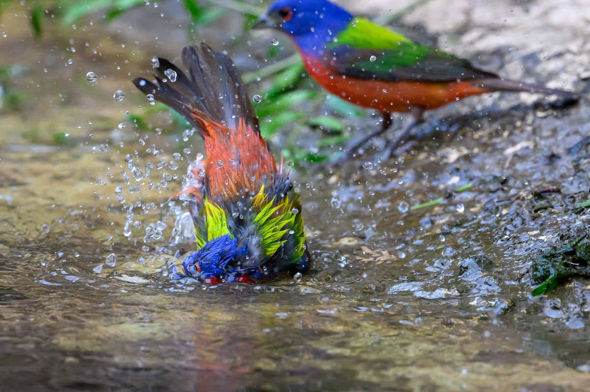 Painted Bunting - Patti Koger