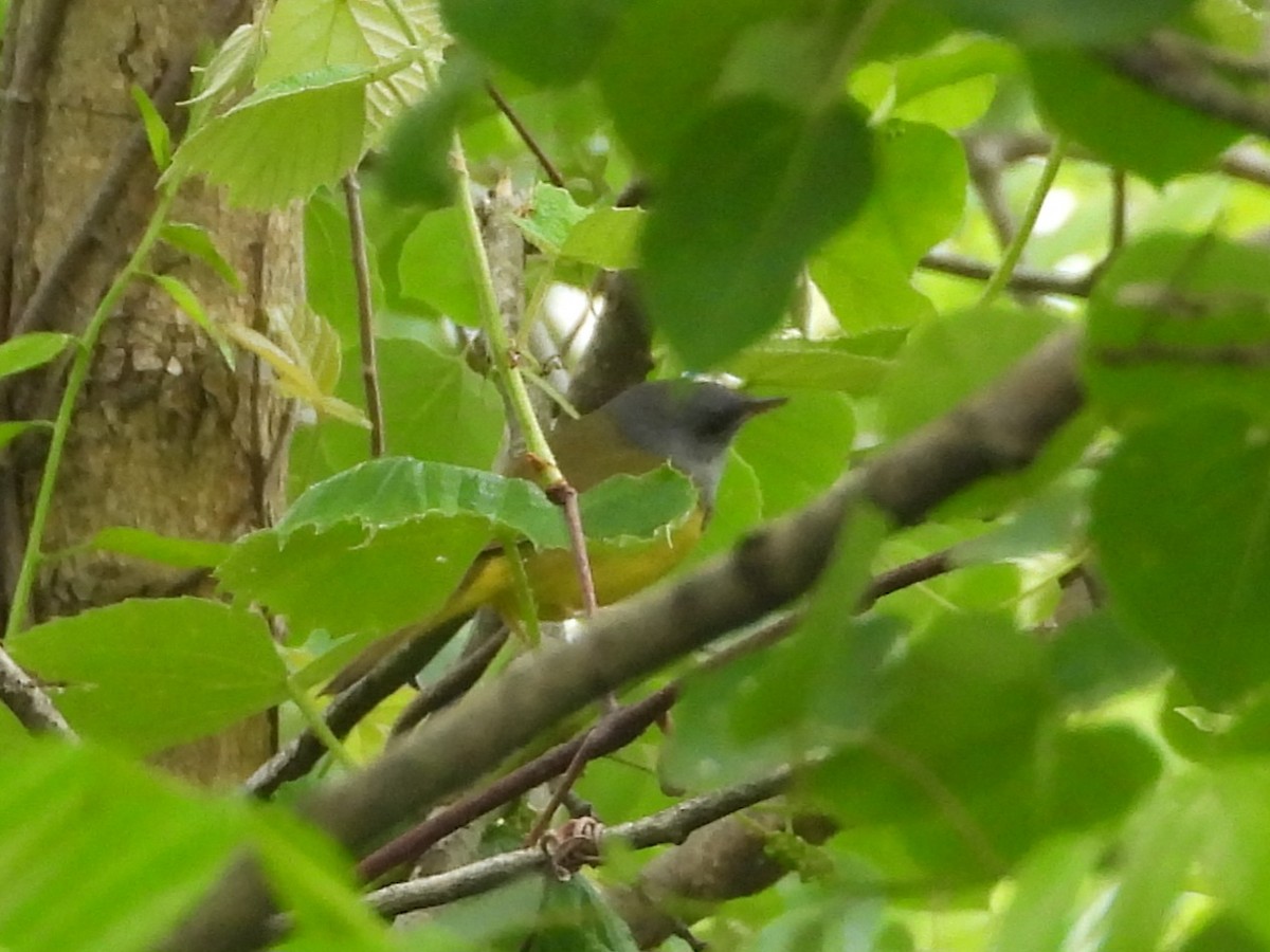 Mourning Warbler - Sam Ivande