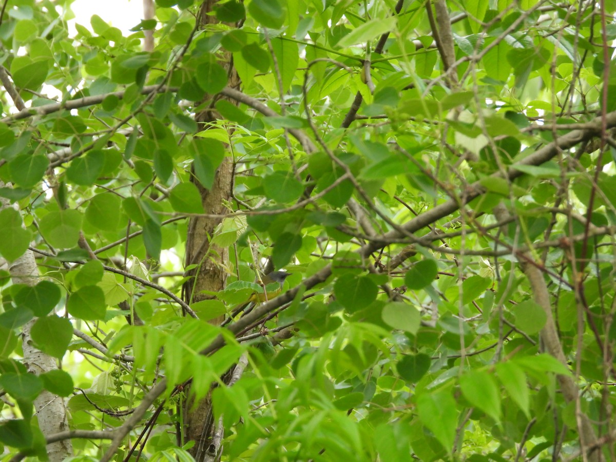 Mourning Warbler - Sam Ivande