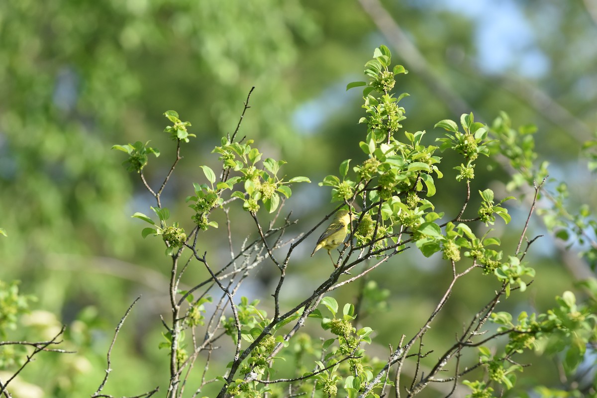 Yellow Warbler - Jason Coil