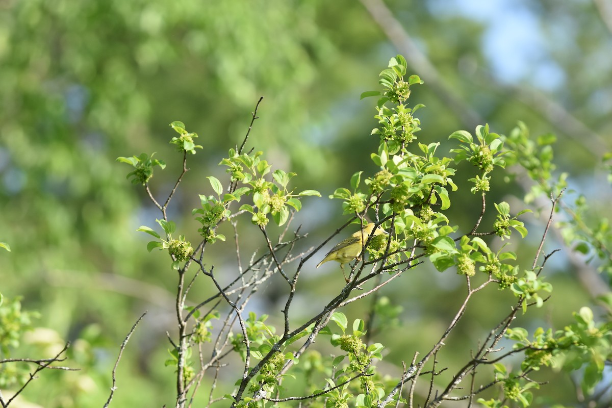 Yellow Warbler - Jason Coil