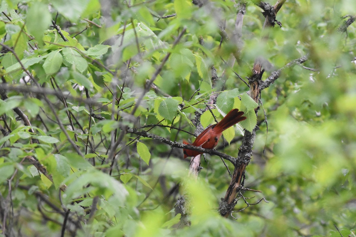 Northern Cardinal - Jason Coil