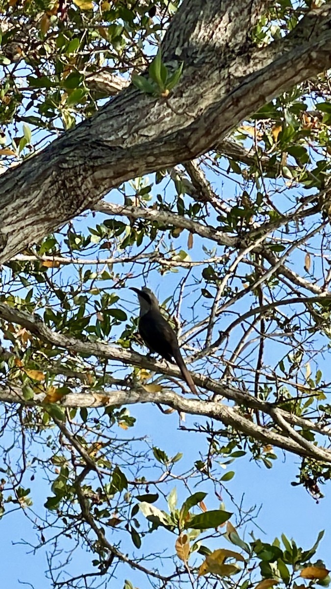 Mangrove Cuckoo - ML619466220