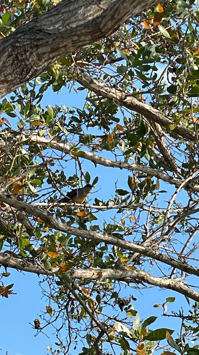 Mangrove Cuckoo - ML619466222