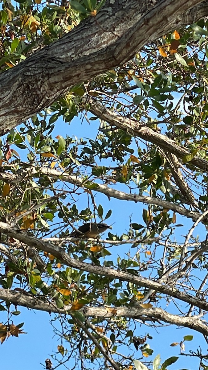 kukačka mangrovová - ML619466224