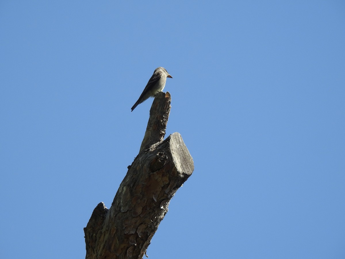 Western Wood-Pewee - Patrick Gearin