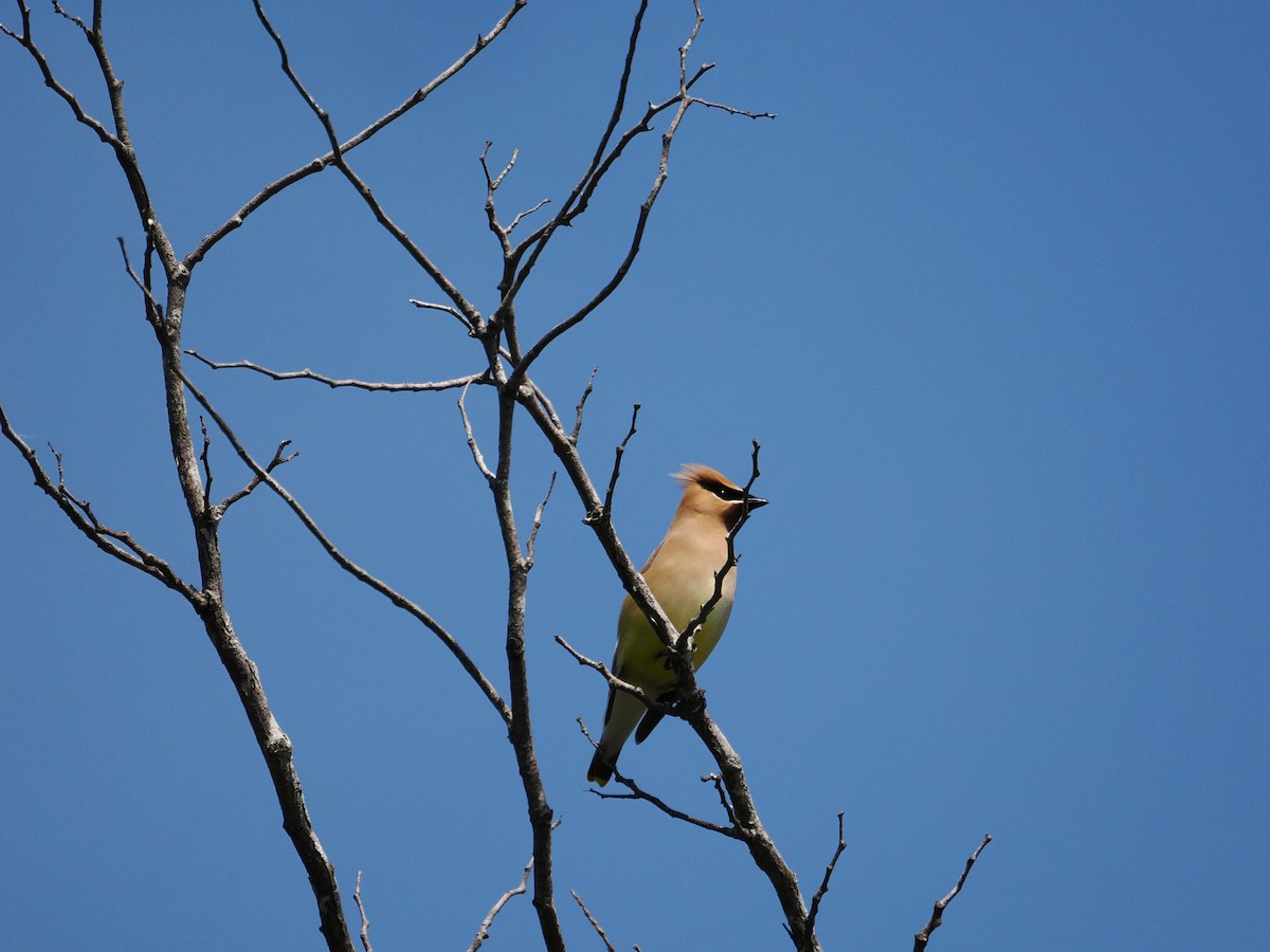 Cedar Waxwing - Roger Chenier