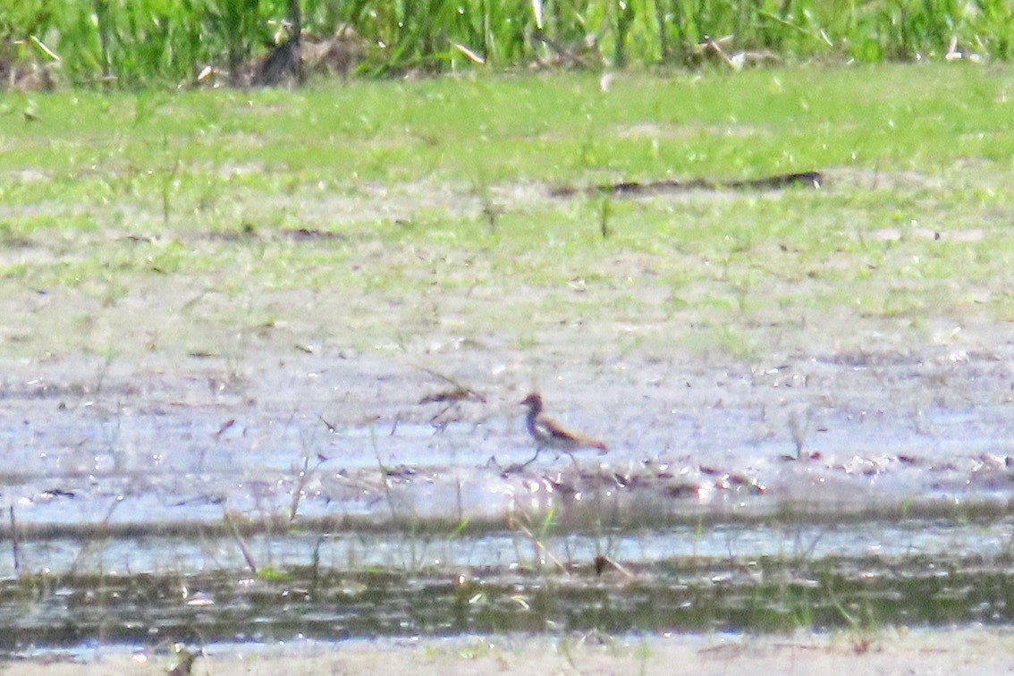 Black-bellied Plover - ML619466235