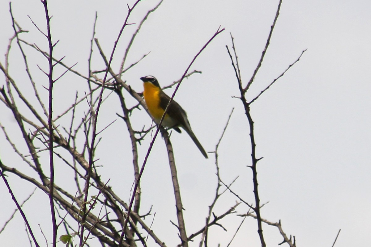 Yellow-breasted Chat - Robin Nation