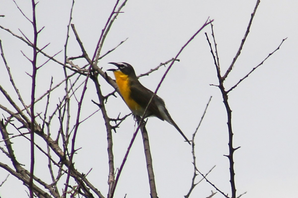 Yellow-breasted Chat - Robin Nation