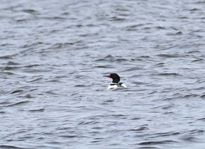 Common Merganser (North American) - Kathy Marche