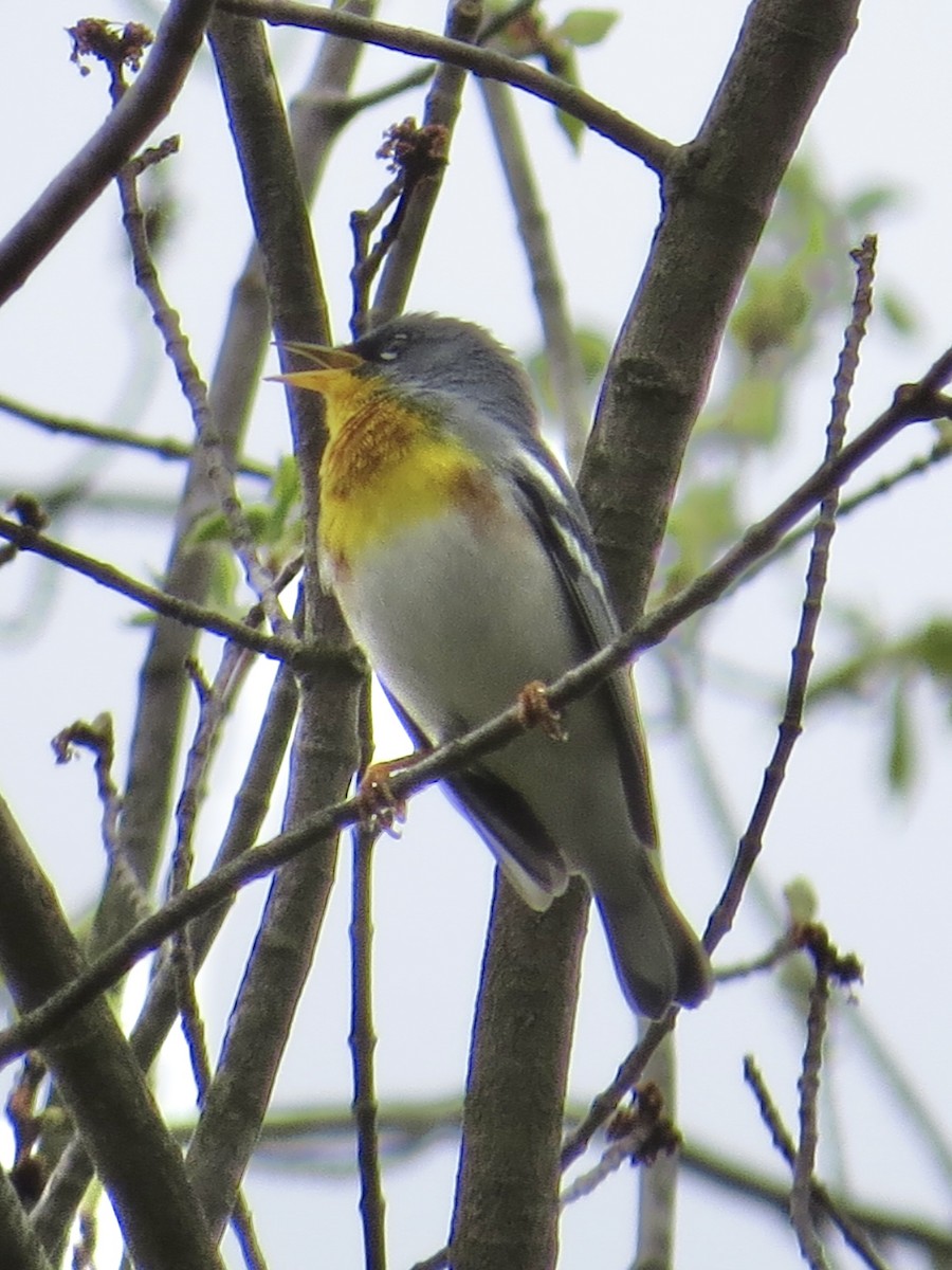 Northern Parula - Tim Carney