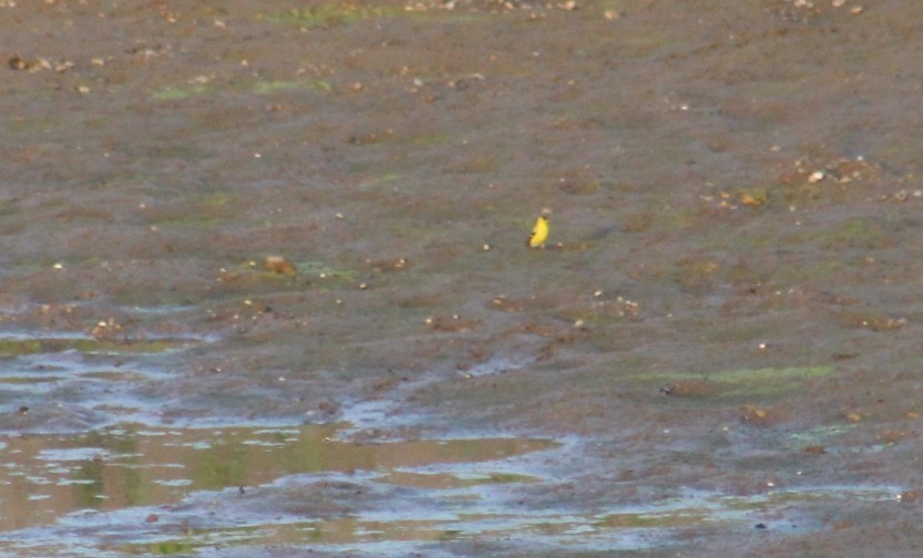 American Goldfinch - Deborah  Hansen