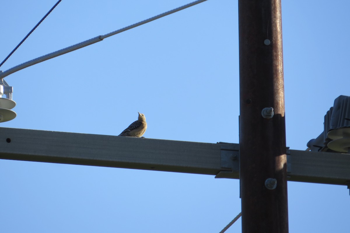 Gila Woodpecker - Alan Collier