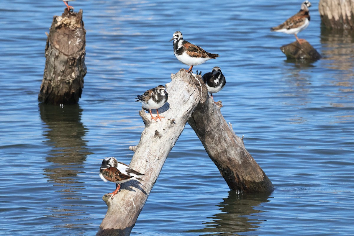 Ruddy Turnstone - kevin keltner