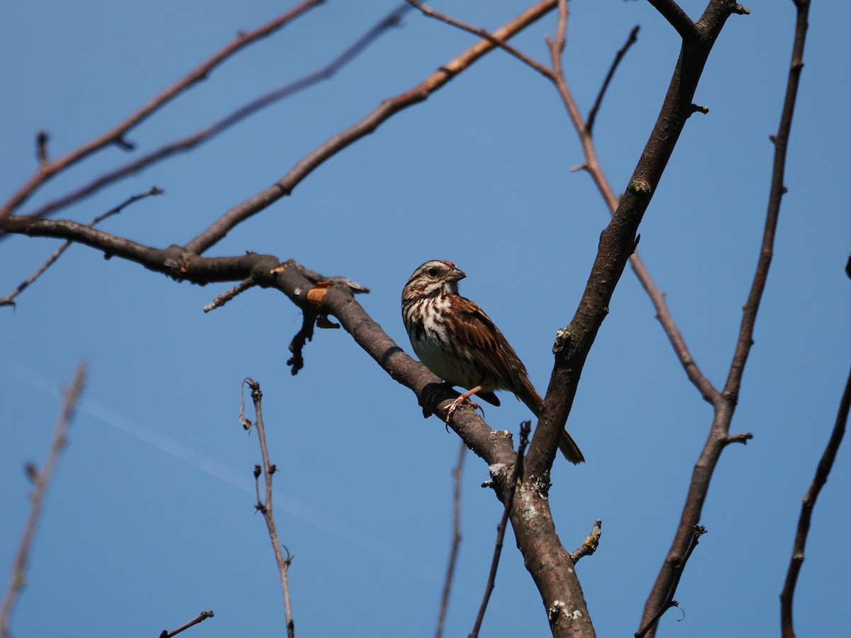 Song Sparrow - Roger Chenier