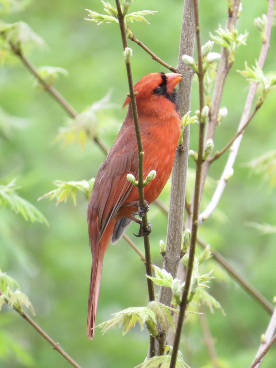 Northern Cardinal - Tim Carney