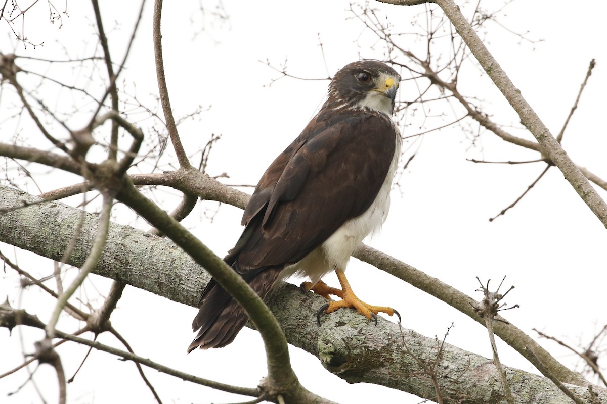 Short-tailed Hawk - John and Milena Beer