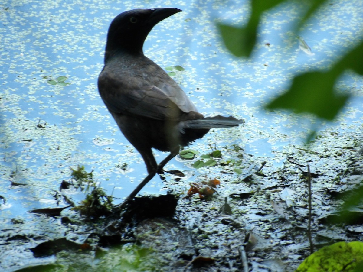 Common Grackle - ML619466273