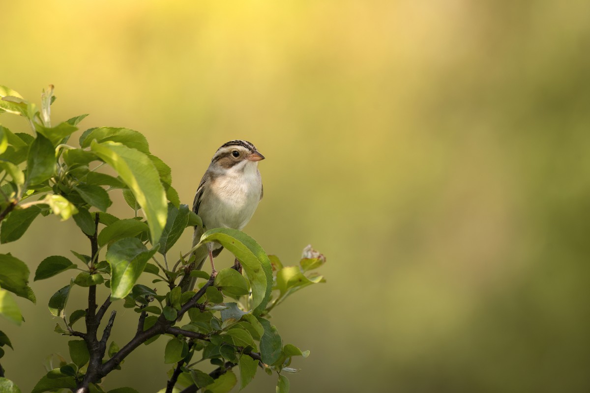 Clay-colored Sparrow - Beau Cotter