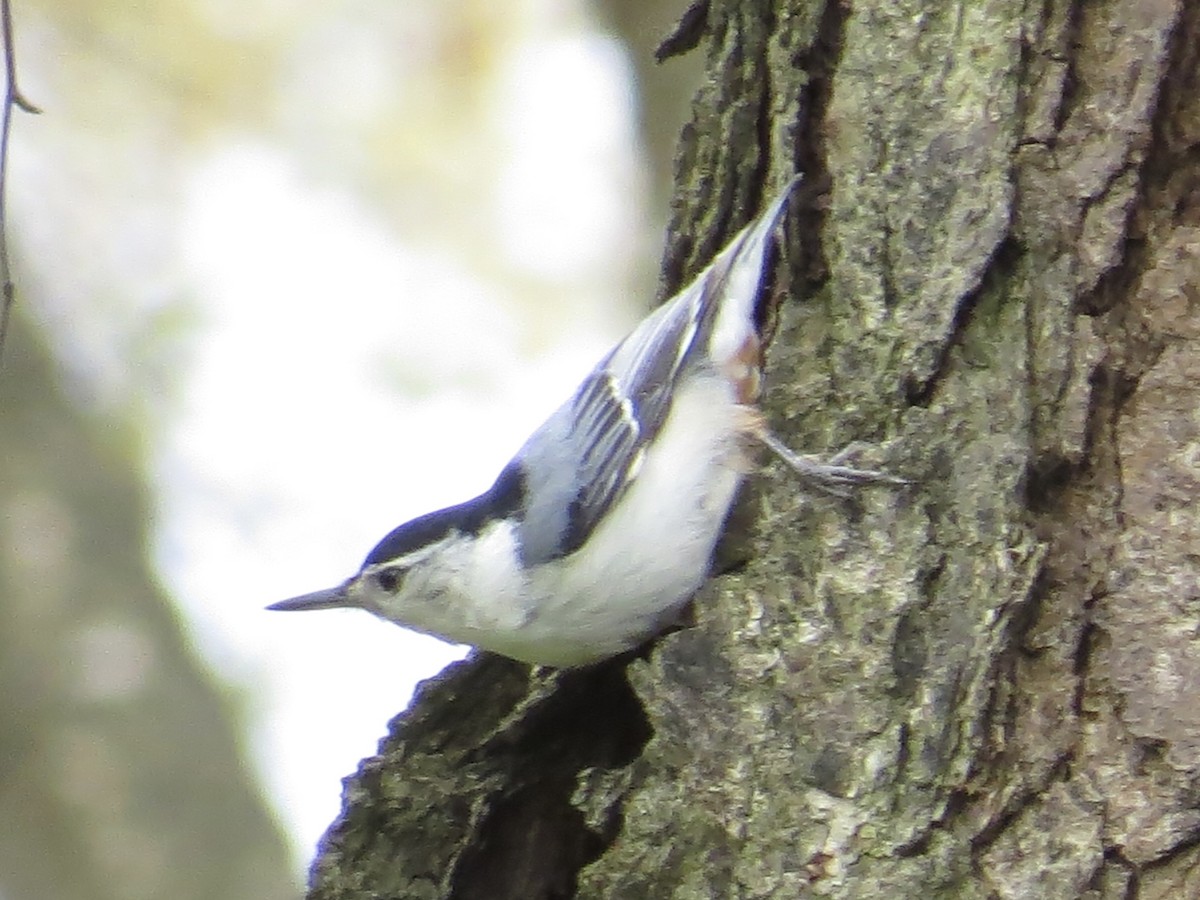 White-breasted Nuthatch - Tim Carney