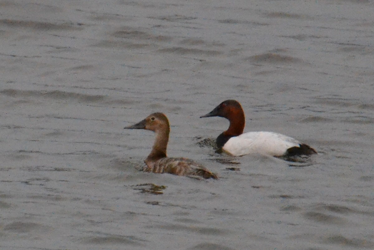 Canvasback - Ted Armstrong