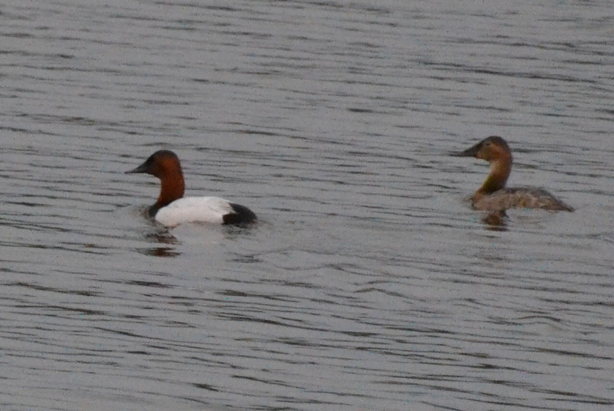 Canvasback - Ted Armstrong