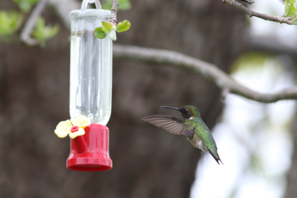 Ruby-throated Hummingbird - Lily Morello