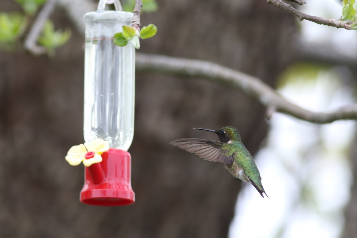 Colibrí Gorjirrubí - ML619466293