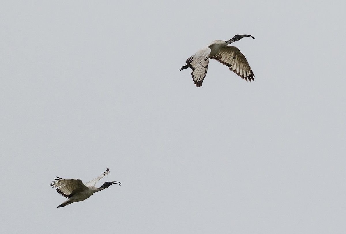 African Sacred Ibis - John le Rond
