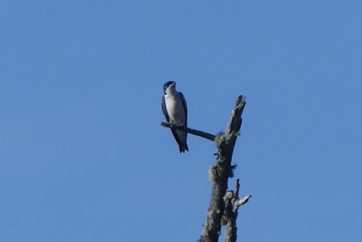 Golondrina Bicolor - ML619466297