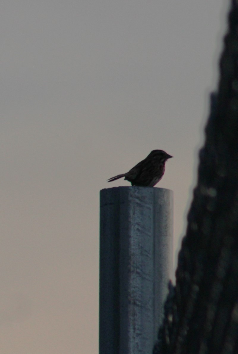 Song Sparrow - Deborah  Hansen