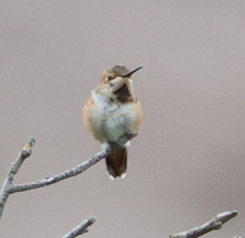 Allen's Hummingbird - Diane Etchison