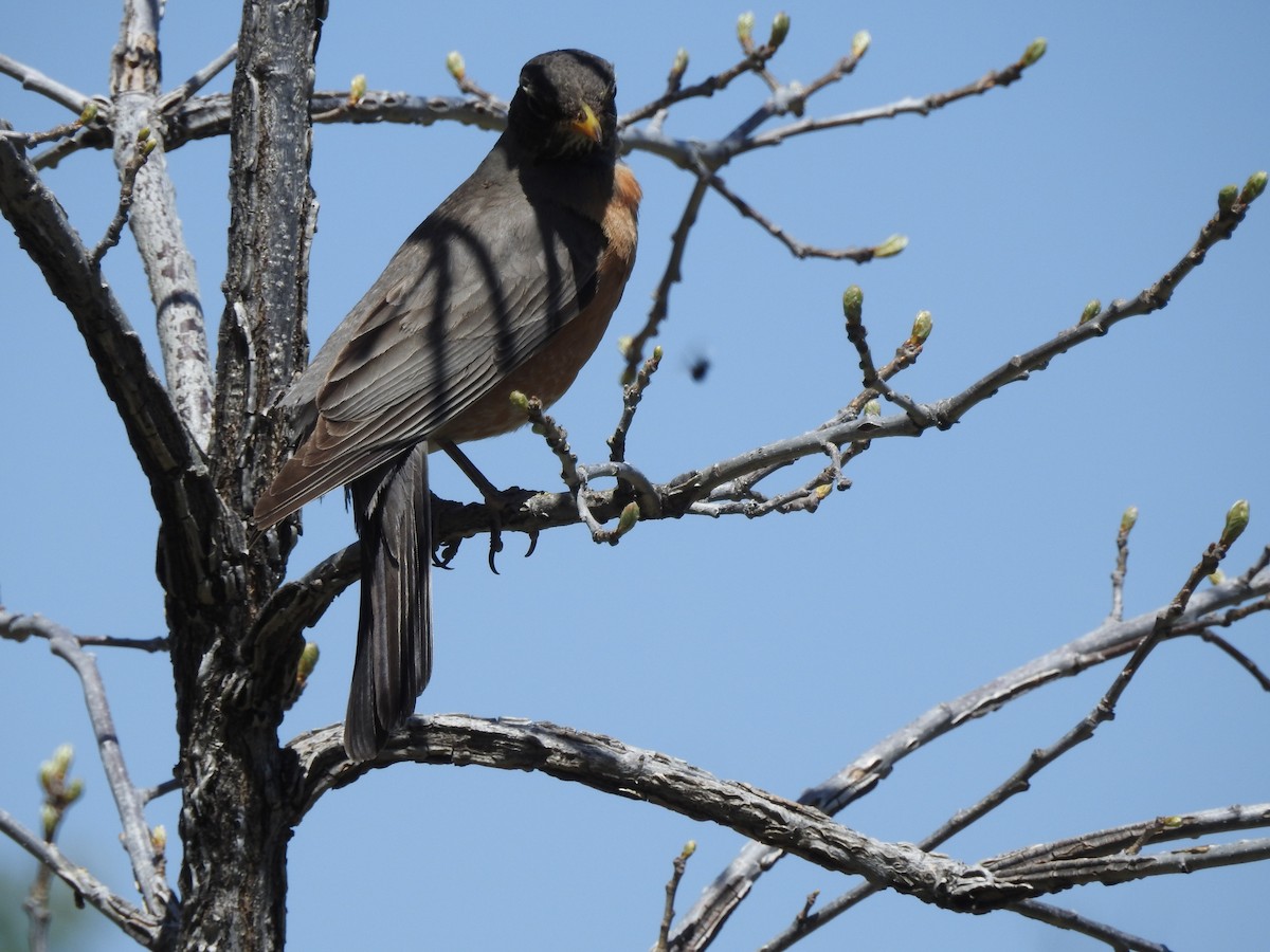 American Robin - Patrick Gearin