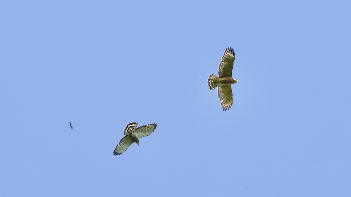 Red-shouldered Hawk - Brian Rusnica