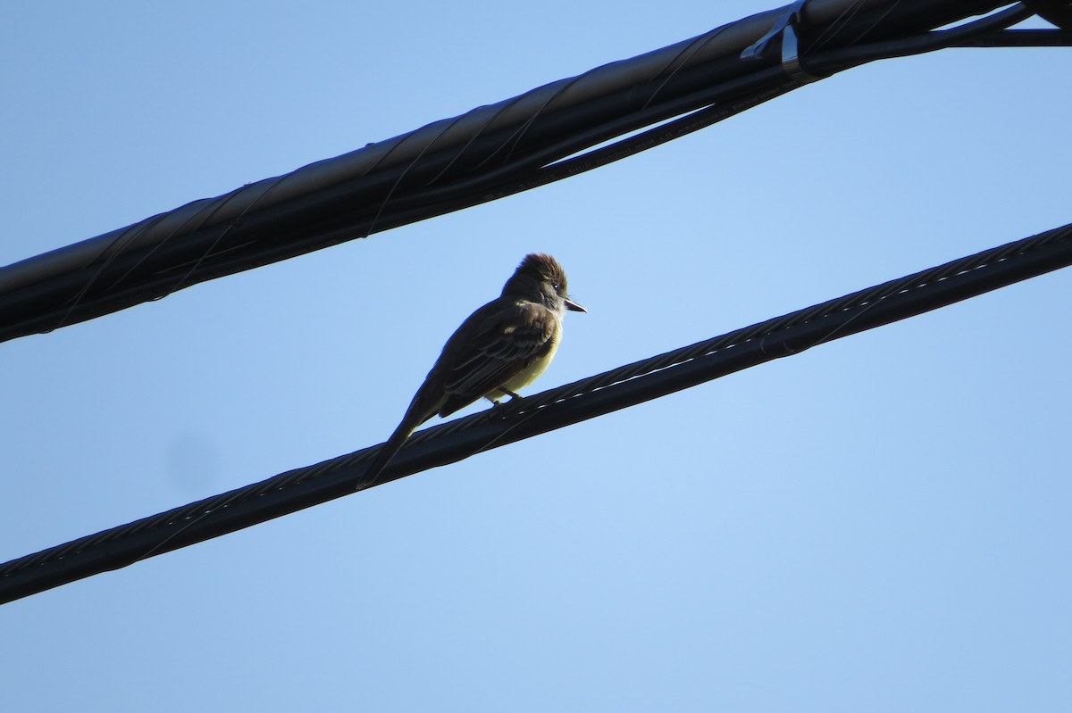 Ash-throated Flycatcher - Alan Collier