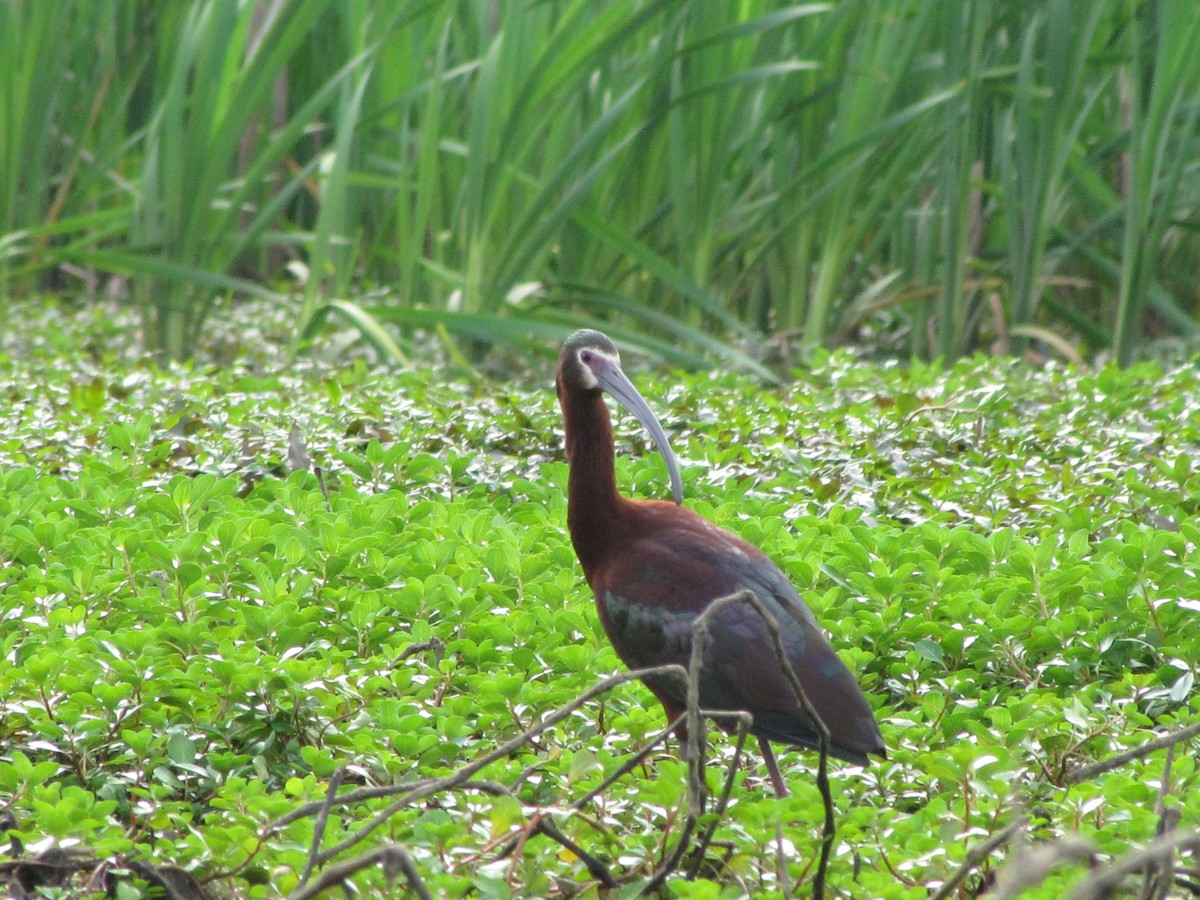 ibis americký - ML619466316