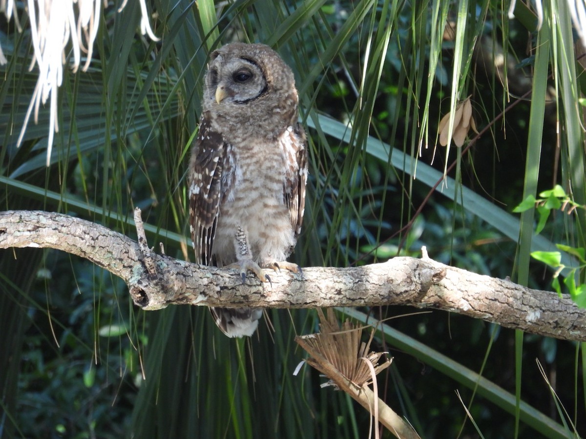 Barred Owl - Denise Rychlik