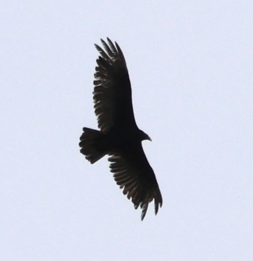 Turkey Vulture - Diane Etchison