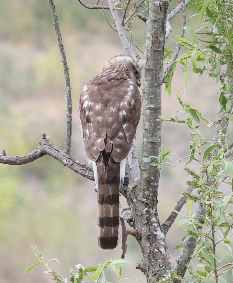 Cooper's Hawk - Diane Etchison