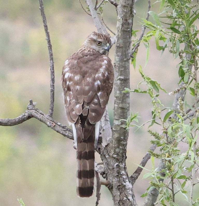 Cooper's Hawk - Diane Etchison