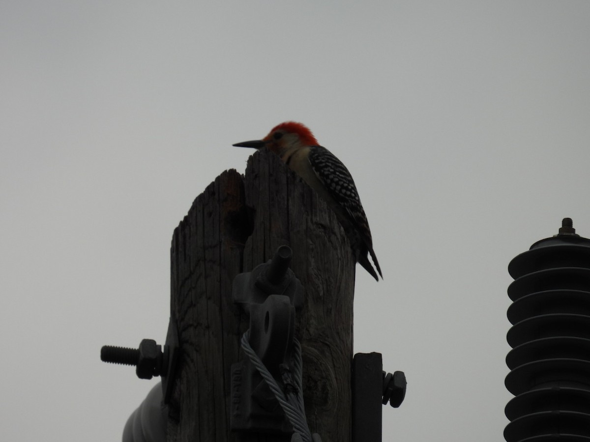 Red-bellied Woodpecker - Denise Rychlik